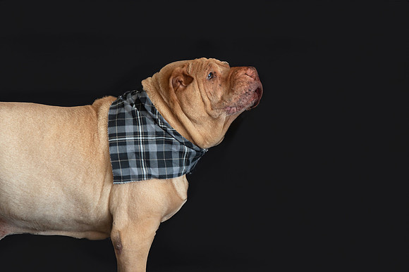 Elton - 03.02.2024 - 104